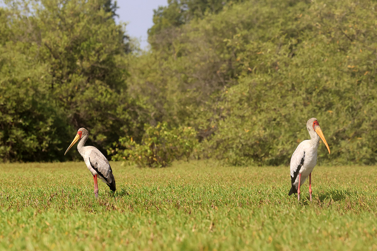 Yellow-billed Stork